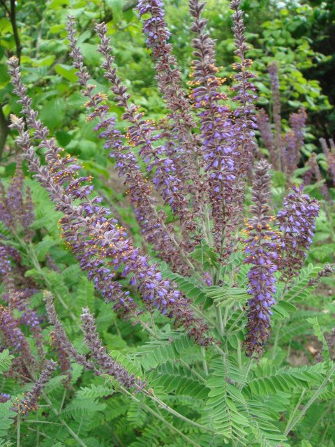 Amorpha canescens fleur